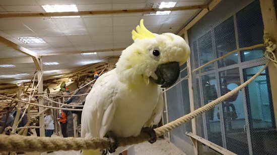 Leone
